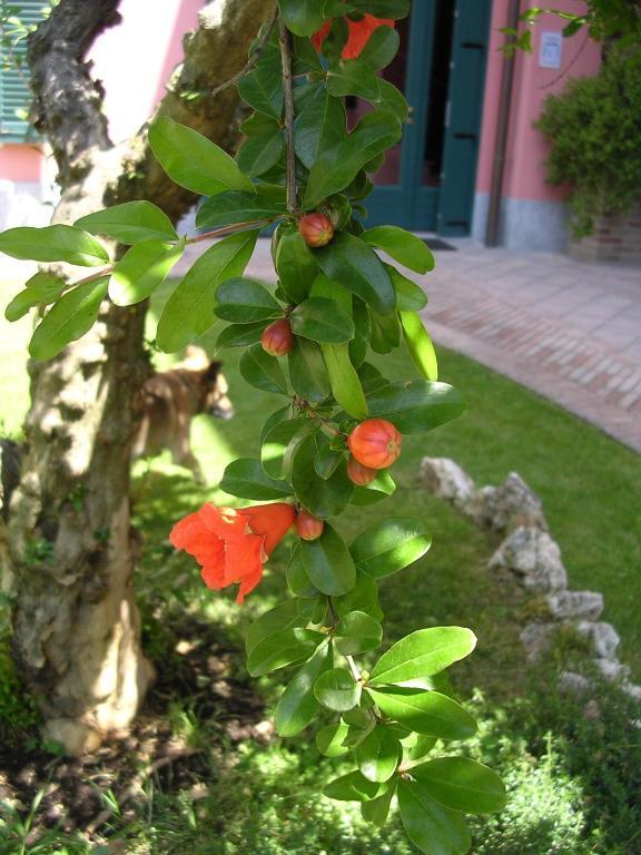 La Locanda Del Melograno Moncalvo Esterno foto